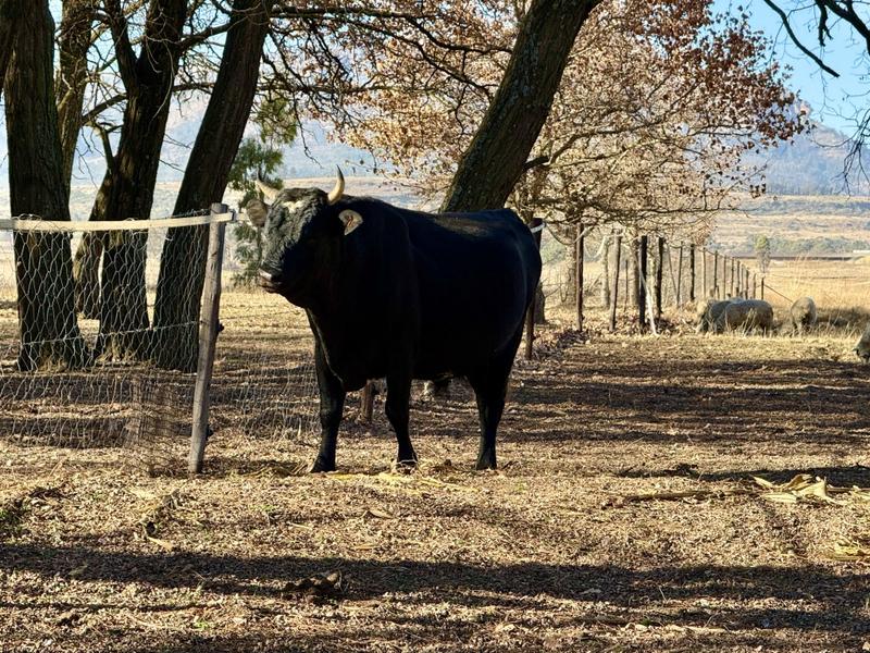 0 Bedroom Property for Sale in Harrismith Free State